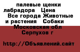 палевые щенки лабрадора › Цена ­ 30 000 - Все города Животные и растения » Собаки   . Московская обл.,Серпухов г.